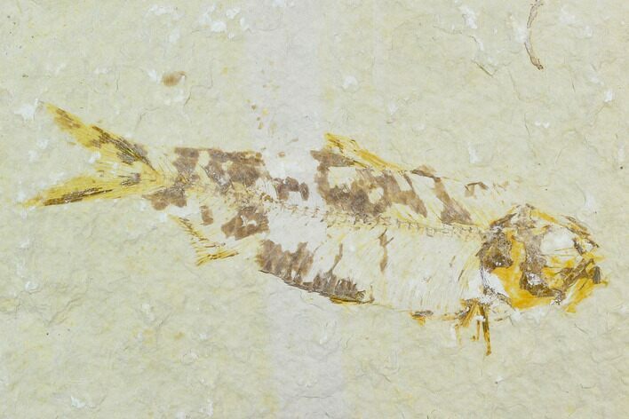 Bargain Fossil Fish (Knightia) - Wyoming #119987